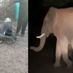 राज्यसभा चुनाव: फूलोदेवी नेताम ने दाखिल किया नामांकन , कांग्रेस नेताओं की रही मौजूदगी