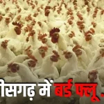 Big News : रायपुर में जीएसटी विभाग की बड़ी कार्रवाई, दो फर्मों के चार ठिकानों पर छापा