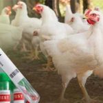 खल्लारी माता मंदिर रोपवे हादसा अपडेट : एक और श्रद्धालु की मौत, पत्नी और बच्ची की हालत गंभीर