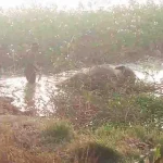 साहू समाज में विभिन्न प्रकोष्ठों का गठन, युवा प्रकोष्ठ की जिम्मेदारी शशिकांत साहू को