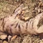 मुंगेली में चलती XUV 700 कार में लगी भीषण आग, दूल्हा-दुल्हन समेत 7 लोगों ने कूदकर बचाई जान