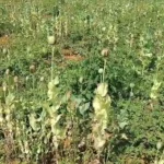 इराक में अमेरिकी KC-135 टैंकर विमान दुर्घटनाग्रस्त, चार क्रू सदस्यों की मौत