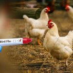 जोहार छत्तीसगढ़ पार्टी के अध्यक्ष अमित बघेल को 3 माह की अंतरिम जमानत, रायपुर में रहने पर रोक