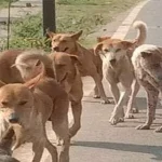 सरकार औद्योगिक मजदूरों की सुरक्षा में लापरवाह – दीपक बैज