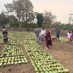 हरा सोना संग्राहकों की आय बढ़ाने की दिशा में बड़ा कदम, लगभग 920 करोड़ रुपए का होगा संभावित भुगतान