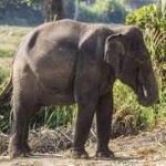 बालोद : मंदिर विवाद में बेकाबू हिंसा, युवक की चाकू मारकर हत्या, गांव में तनाव