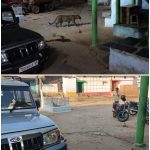 CG Accident : सड़क हादसे में पति-पत्नी की मौत, 4 साल का मासूम घायल; आक्रोशित ग्रामीणों ने किया चक्काजाम