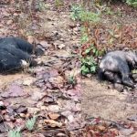 Big News : बलौदाबाजार में ACB-EOW की बड़ी दबिश, शराब कारोबारी के ठिकानों पर छापेमारी, अहम दस्तावेज जब्त