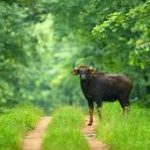 केशकाल घाट में ऑक्सीजन सिलेंडरों से भरा वाहन पलटा, गैस रिसाव से मचा हड़कंप; बड़ी दुर्घटना टली