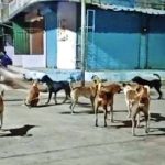सावन से पहले मां महामाया मंदिर में चोरी, लाखों के सोने-चांदी के जेवरात ले उड़े चोर