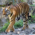 CG ACB Action: 80 हजार के एरियर के बदले मांगी 10 हजार की रिश्वत, प्राचार्य और लिपिक रंगे हाथ गिरफ्तार