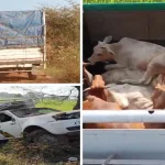 Dhamtari News: दो पिकअप में ठूंस-ठूंसकर भरे थे मवेशी, 12 जिंदा बरामद; एक की मौत, तस्कर फरार